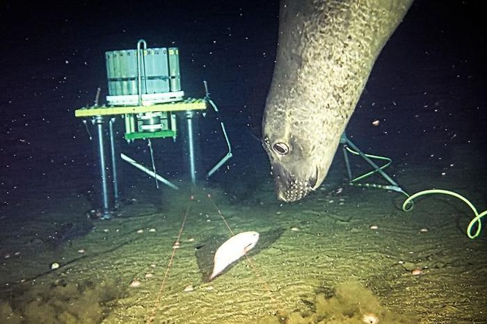 Una foca elefante del nord si prepara a catturare un pesce lumaca (Careproctus melanurus) a una profondità di 645 metri.