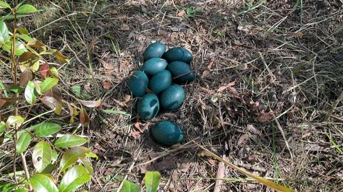 nove uova di emù verde scuro in un nido