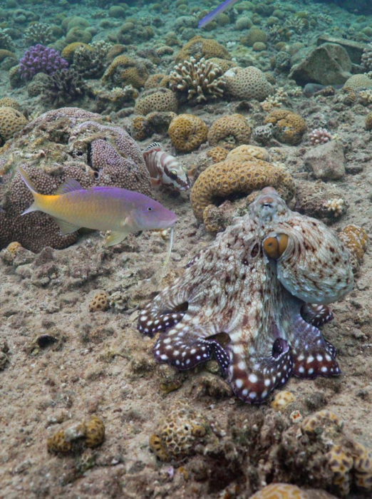 pesce che caccia con polpi