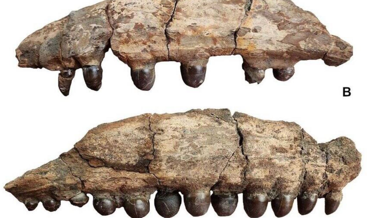 Scoperti i fossili della mascella di un dinosauro marino