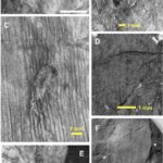 Lantern North: Un’eccezionale finestra sul Carbonifero