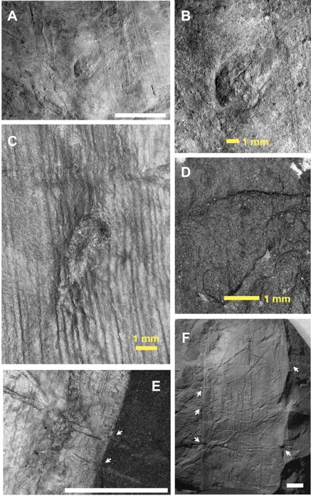 fossils-m.jpg