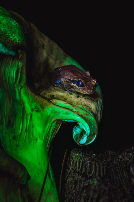 a frog with glowing blue eyes sitting on a glowing mushroom