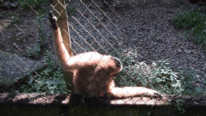 gibbon-dance-m.png