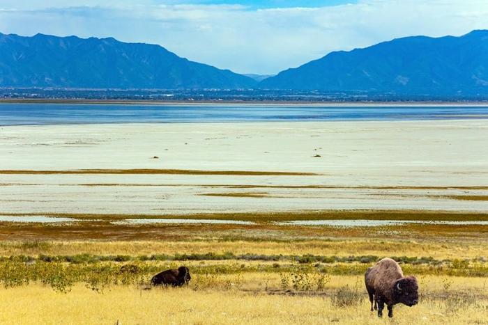 Great Salt Lake, Utah. Antelope Island is magnificent and diverse.