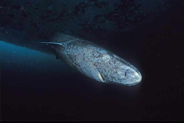 greenland-shark-m-1.jpg