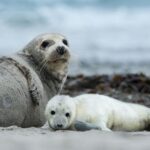 Nascita straordinaria: cucciolo di foca grigia filmato in luogo remoto