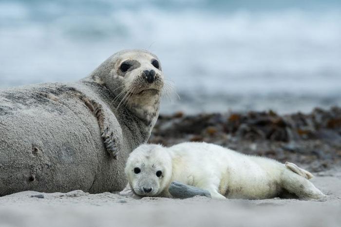 Una foca grigia adulta giace accanto a un cucciolo di foca grigia bianca e soffice su una spiaggia.