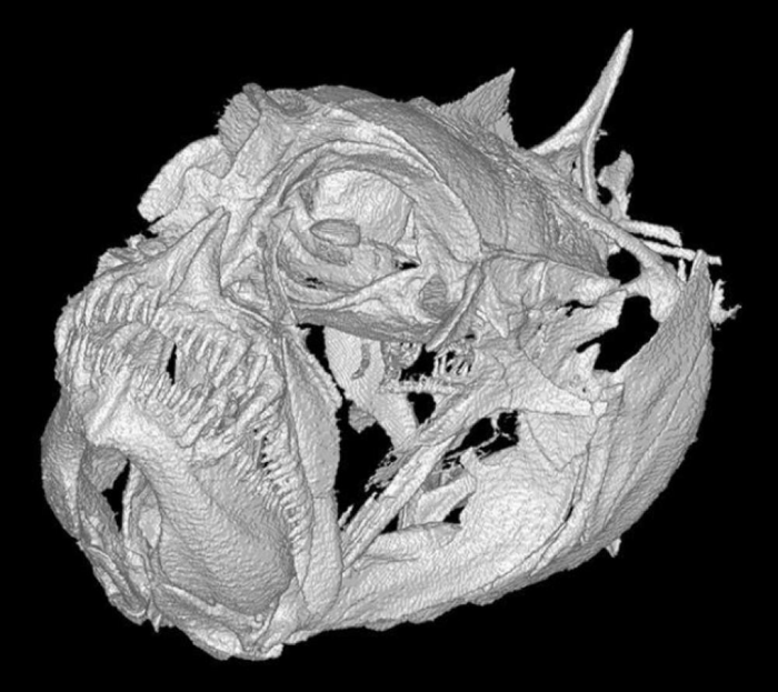 scansione TC del cranio del grugnitore nanogobide con espressione scocciata prominente