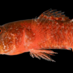 Scoperta del Grumpy Dwarfgoby: Una Nuova Specie nel Mar Rosso