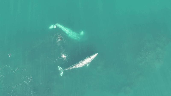 La balena in cima all'immagine esegue un'equilibrio sulla testa in acqua blu torbida mentre un'altra balena nuota normalmente sotto