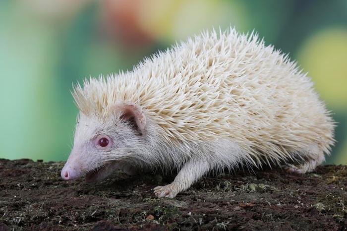 hedgehog-m.jpg