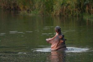 ippopotamo con la testa fuori dall'acqua, bocca aperta