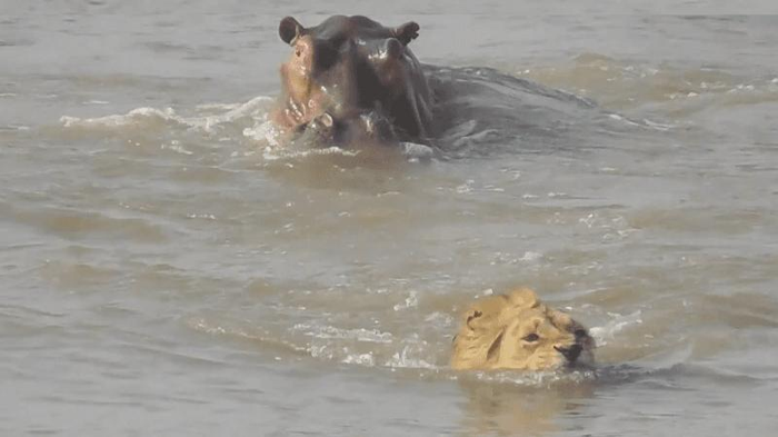 La testa di un ippopotamo è in cima all'immagine mentre la testa di un leone è in fondo. Il leone è sommerso fino al collo mentre nuota via dall'ippopotamo in acqua torbida.