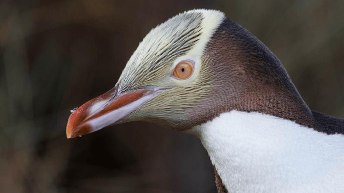 un pinguino hoiho con strani occhi gialli