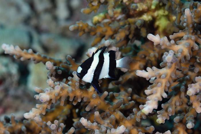 fotografia di un pesce a strisce bianche e nere, corallo sullo sfondo