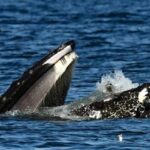 Incontro straordinario tra una foca e una balenottera azzurra