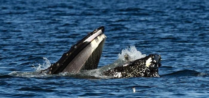 Balena gobba con foca dentro la sua bocca aperta circondata da acqua blu