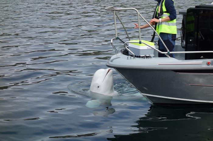 Una balena beluga bianca con la testa che sporge dall'acqua è davanti a una barca. Una persona indossa una giacca gialla ad alta visibilità e fa un segnale con la mano alla balena.