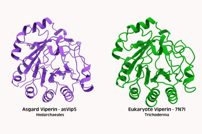 Proteine immunitarie chiamate viperine provenienti dagli archei di Asgard (a sinistra) e dagli eucarioti (a destra)