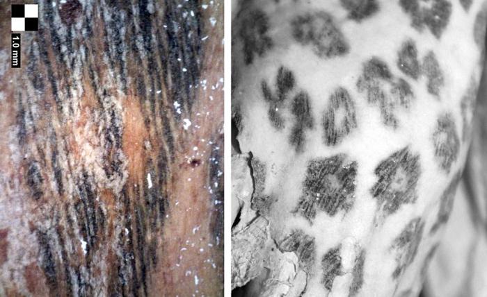 Immagine infrarossa del tatuaggio da incisione e dettaglio al microscopio delle linee incise all'interno di un motivo di pesce.