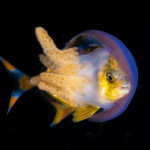 Fascino e selvaggia bellezza degli abitanti degli oceani