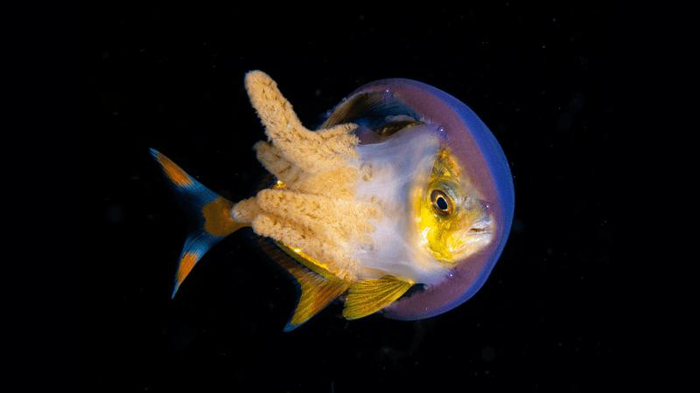 Un giovane pesce bandiera si nasconde all'interno di una medusa, dimostrando la loro unica relazione simbiotica.