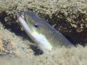 japanese-eel-anguilla-japonica-m.jpg