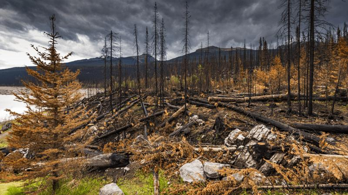 conseguenze dell'incendio di jasper