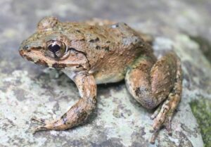 Una grande rana marrone e verde con occhi marroni sedeva su una roccia grigio pallido.