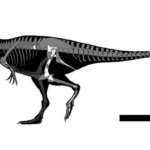 La scoperta del tirannosauro messicano: Labocania aguillonae