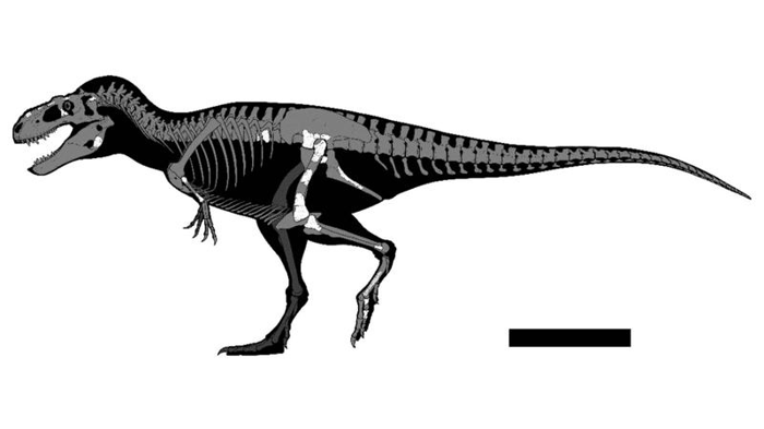 Ricostruzione di Labocania aguillonae