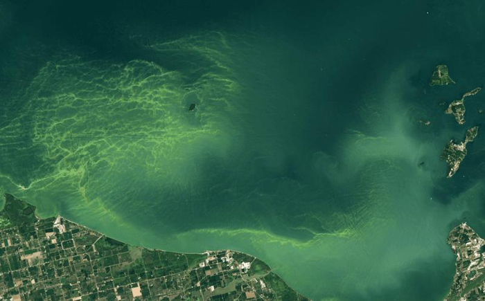 Le immagini satellitari mostrano una fioritura algale verde brillante nel Lago Erie del Nord America il 13 agosto 2024