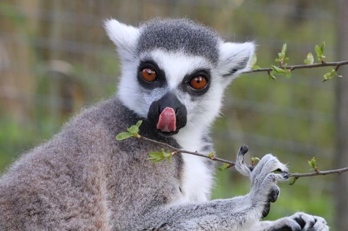 lemur-mlem-m-1.jpg