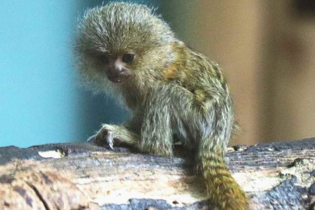 Annunciata la nascita di un marmoset pigmeo