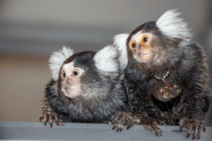 marmosets-m.png