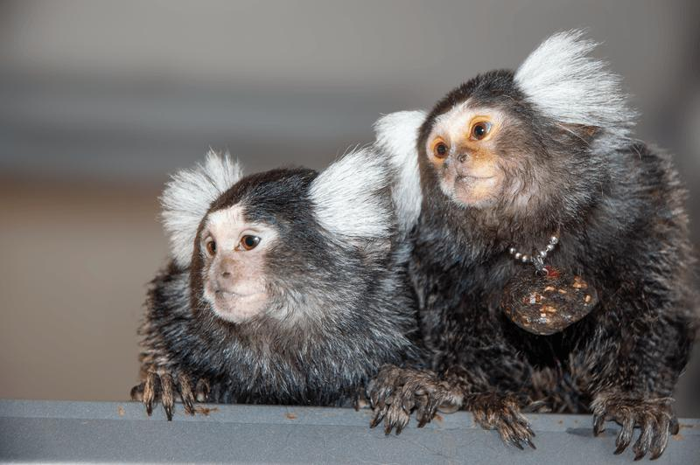 Due marmoseti con teste bianche e pelose si siedono uno accanto all'altro guardando verso sinistra.