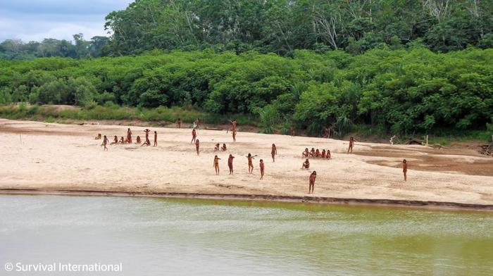 Uncontacted Mashco Piro people were photographed in July 2024 in an area dangerously close to parts of the forest being eyed up by logging companies.