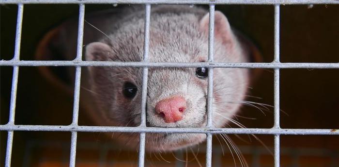 Animale visone allevato in gabbia