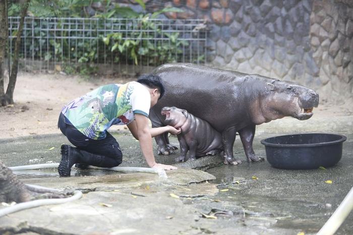 Moo Deng il pigmeo ippopotamo riceve alcune graffi dal suo custode. È seduta accanto alla sua mamma che sta mangiando da una grande vasca nera.