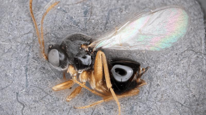 jabba the hut wasp, black body with orange legs