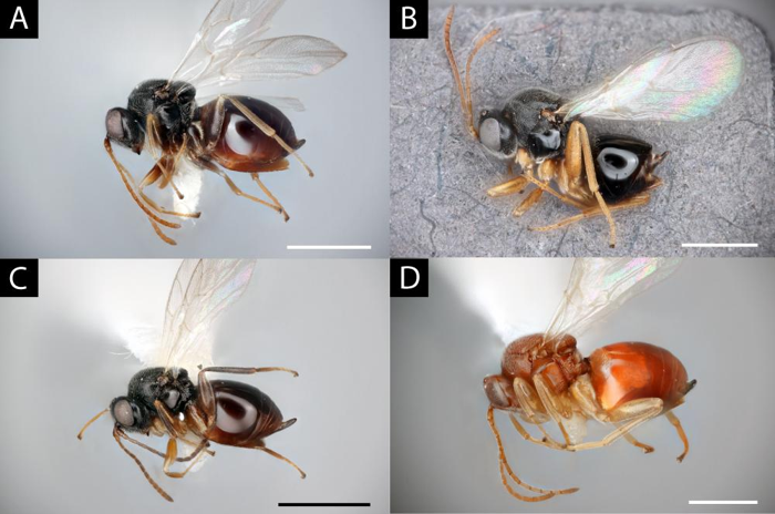 four new species of small wasps that raid galls on plants