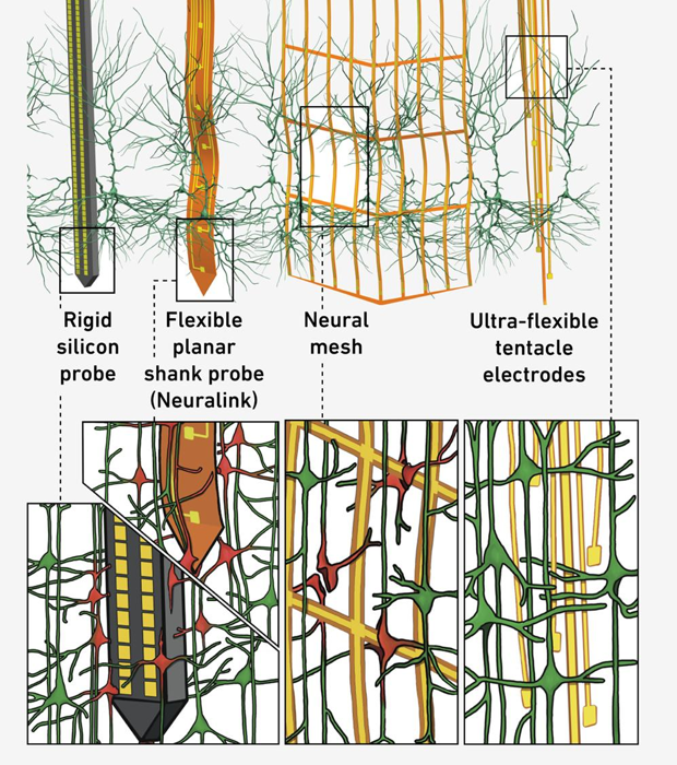 confronto tra diversi tipi di elettrodi (sonda di silicio rigida, sonda a lama flessibile utilizzata da Neuralink, rete neurale e i nuovi elettrodi a tentacolo, mostrando come i vari tipi danneggiano i neuroni durante l'inserimento.