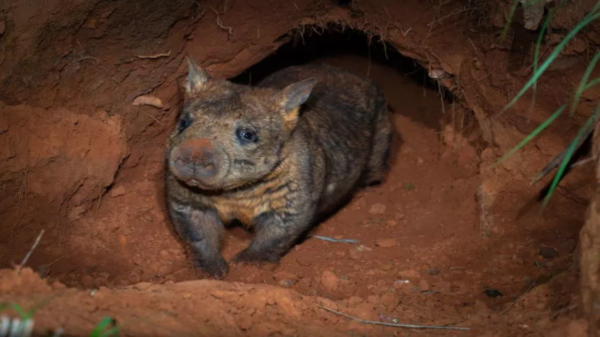 esemplare di piccolo wombat o vombato.