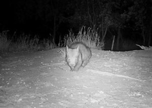 northern-hairy-nosed-wombat-m.jpg