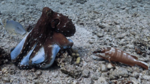 un polpo e un pesce sul fondale marino