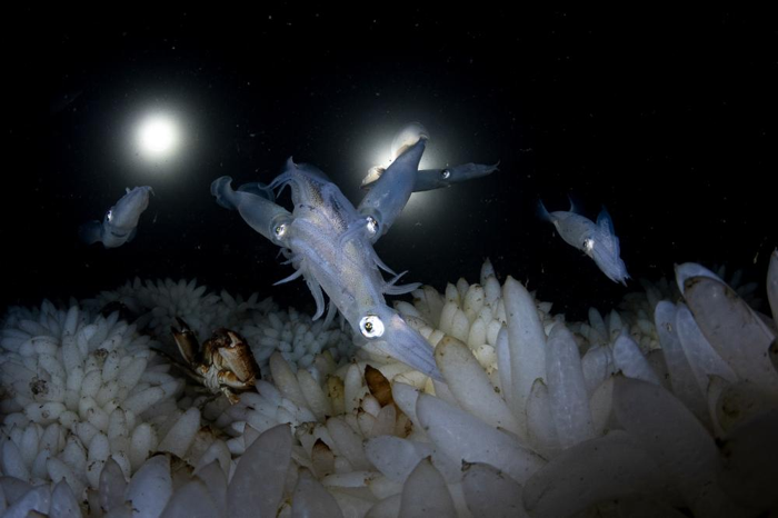 I calamari opalescenti si accoppiano e depongono le uova al largo dell'Isola di Vancouver in British Columbia, Canada.