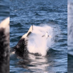 Le emozionanti acrobazie dei cuccioli di orca della Baia di Monterey