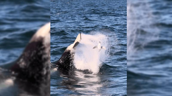 Un uccello marino viene lanciato in aria sopra l'oceano con molta spruzzata mentre un'orca lo lancia da sotto