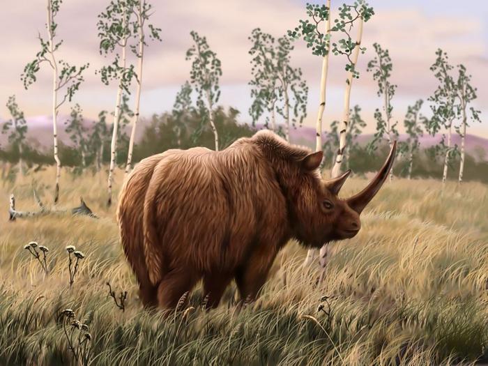 paleoart-of-a-woolly-rhino-m.jpg